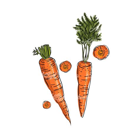 Clipart Carrots Free Carrot Vector Images & Graphics | FreeImages