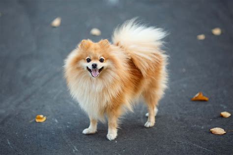 Download Pomeranian Cute Dog Picture | Wallpapers.com