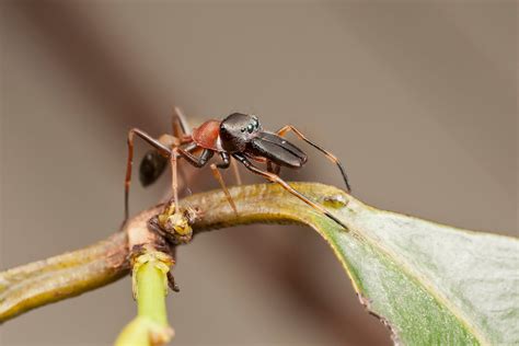 Image result for Insect V Insect