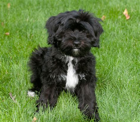 Dogs That Look Like Tibetan Terriers at Dustin Richards blog