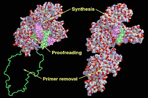 Image result for DNA Polymerase Function