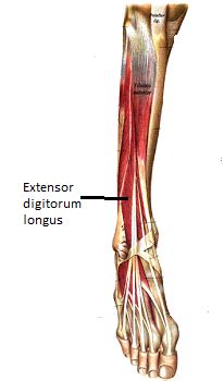 Image result for Extensor Digitorum Longus