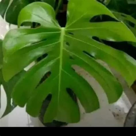 Jual Tanaman Hias Monstera daun kaku - monstera daun kaku - Kab. Bogor ...