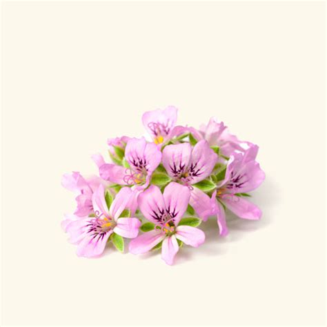 Buy Rose Geranium Essential Oil Online in India | Bulk Manufacturer ...