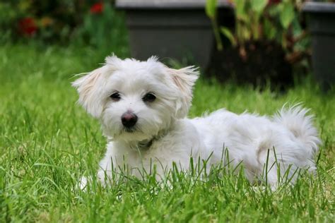 All About Maltese Dogs: Breed Origins, Training, Grooming, & Vet Insights