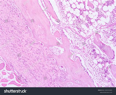 Picture Human Histology Tissue Stock Photo (Edit Now) 2102331925