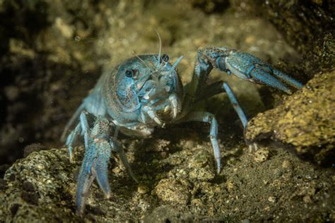 What's the Difference Between Crawfish and Crayfish?