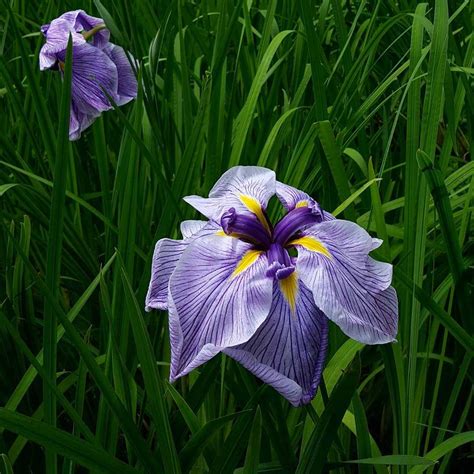 Iris Flower Meaning