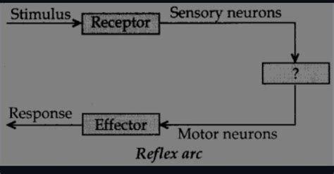give the missing term - Brainly.in