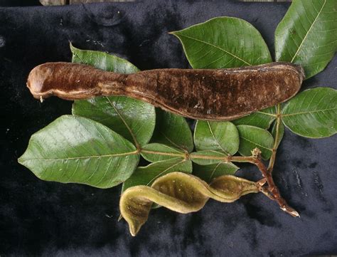 Inga fastuosa Wooly Ice Cream Bean Scion - Fruit Lover's Seed Company