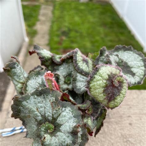 🍓 Fertilizing My Strawberry Begonia to Double Its Growth