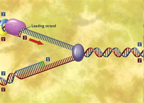 Image result for Advanced DNA Replication Animation
