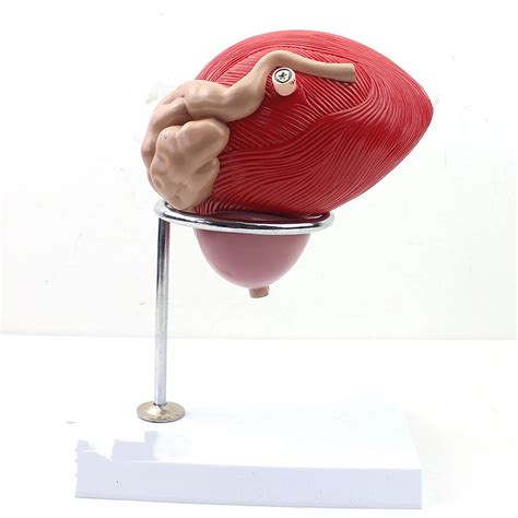 Buy Anatomy Models Set, Human Bladder Prostate Model Genitouranary ...