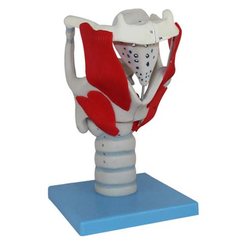 Dbscd Human Anatomy Science Models Laryngeal Structure Function Model ...