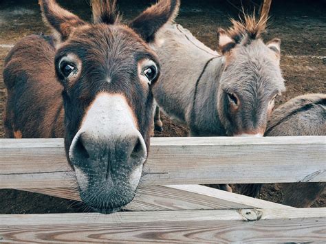 Are Donkeys the New Black? | HORSE NATION