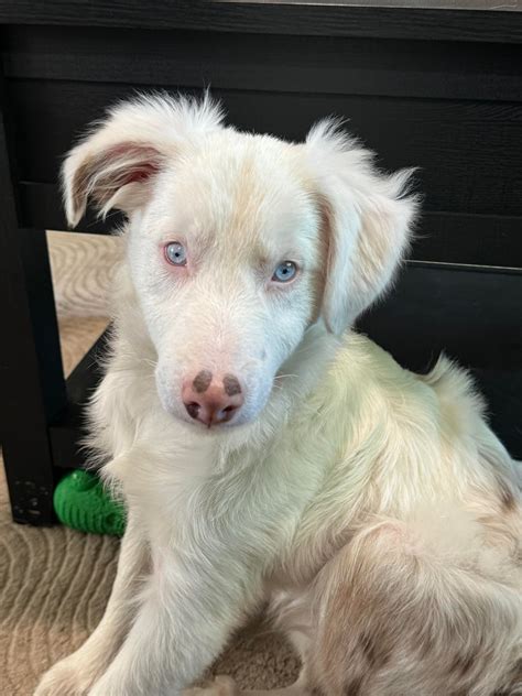 My newly adopted Double Merle, Ghost! : r/AustralianShepherd