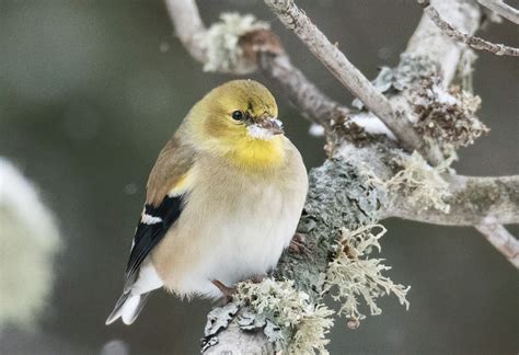 American Goldfinch Winter Female