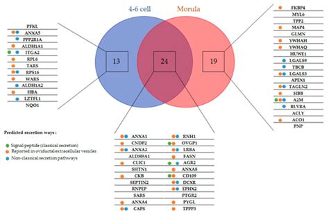 Identification of 56 Proteins Involved in Embryo–Maternal Interactions ...