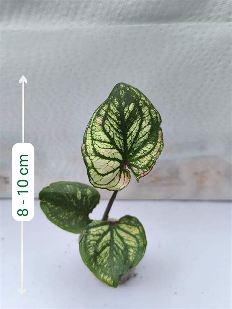 Caladium Daging Maha Ming Mongkol (Tissue Culture Plant with bulb in J ...