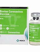 Image result for bovilis® coronavirus for beef cattle