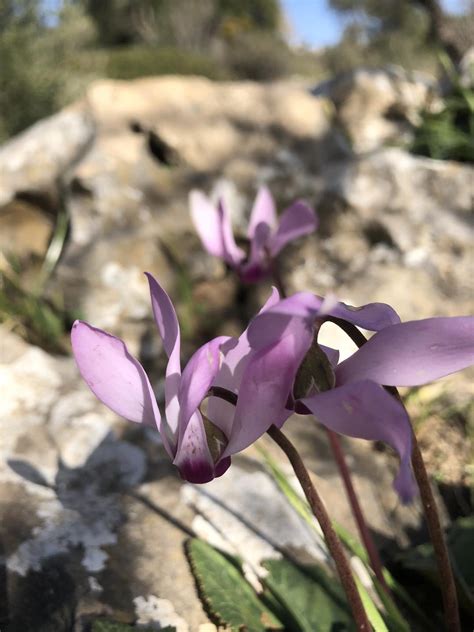 Shabbat Shalom – Chicago Jewish Funerals