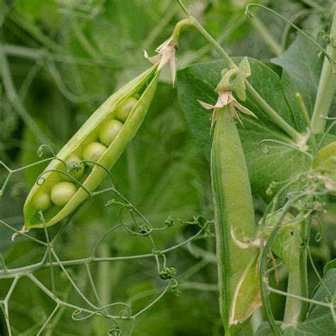 Buy Peas Seeds online from Nurserylive at lowest price.