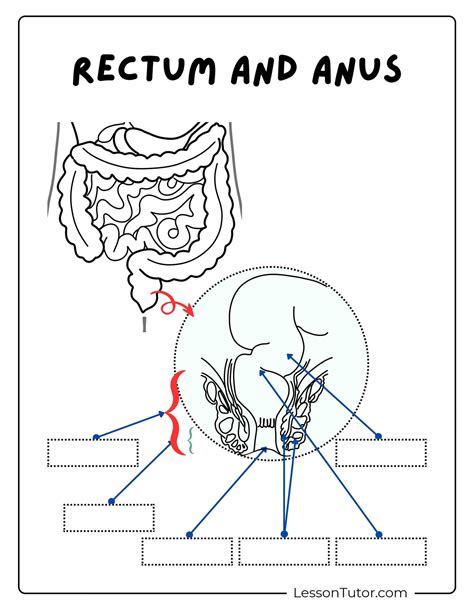 Image result for Digestive System Lesson