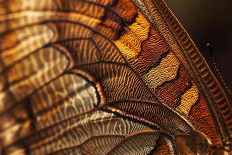 Image result for Moth Wing Patterns