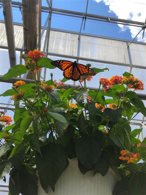 The Gallery – Gardner's Landscape Nursery