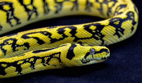 Image result for Carpet Python