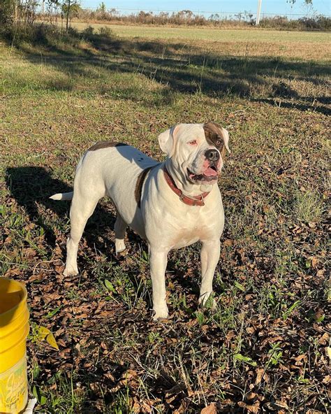 Alapaha Blue Blood Bulldog Breeders | Alapaha Bulldog Puppies Available ...