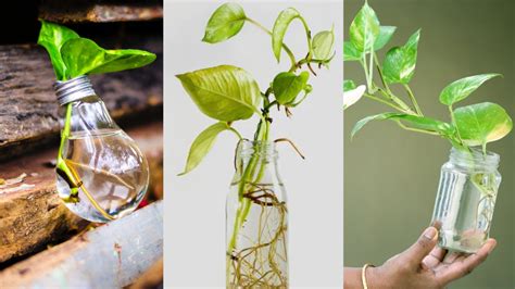 Grow Money Plants Faster in Water: A Comprehensive Guide