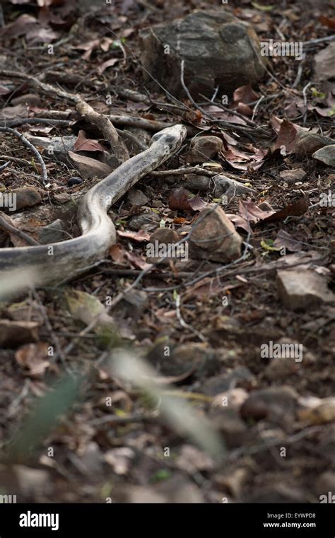 Image result for Python Snake in India