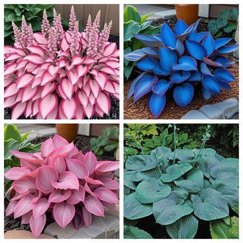 Hosta,Home Garden Decoration Bright for Planting Perennials Bulbs for ...