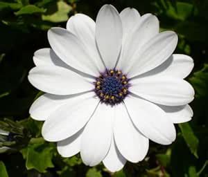Vinca Art Osteospermum White Seeds - African Blue Eyes Daisy Flower ...