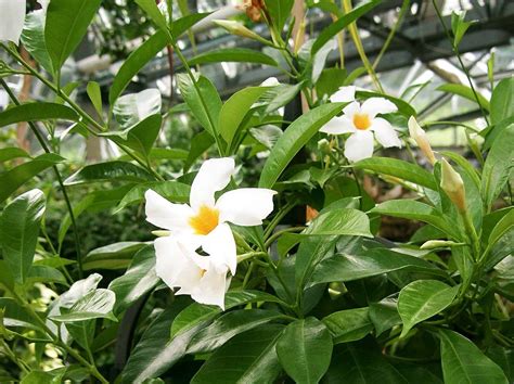 White Mandevilla Vine Care Guide | Plantly