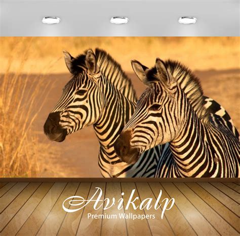 Avikalp Exclusive Awi3241 Zebras Full HD Wallpapers for Living room, H ...