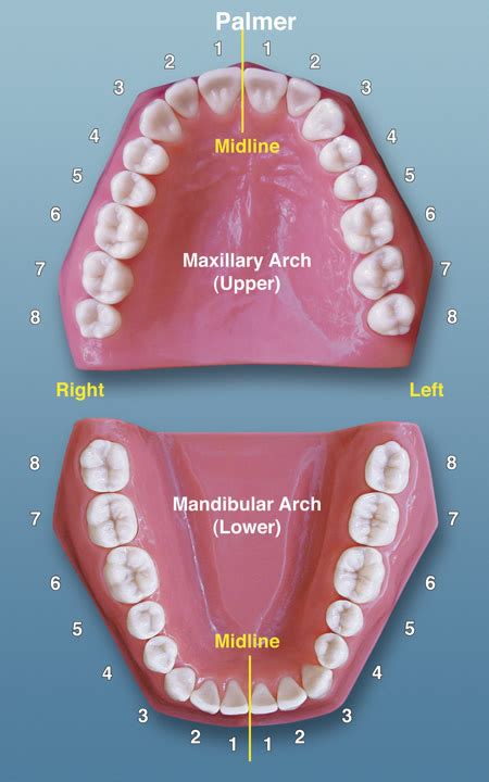 Image result for Tooth Numbering System