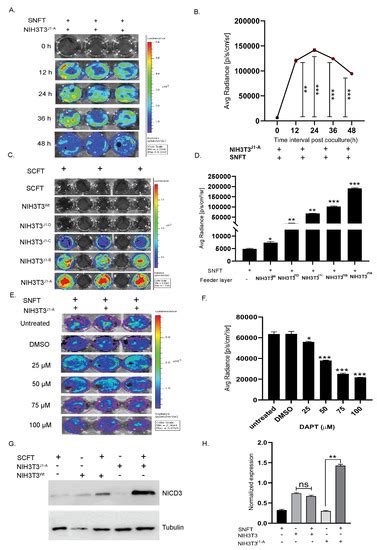 Homo and Heterotypic Cellular Cross-Talk in Epithelial Ovarian Cancer ...