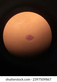 Image result for Cell Types Under Microscope