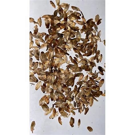 Fruit Tree Seeds - Gliricidia Seed Manufacturer from Chikkaballapur