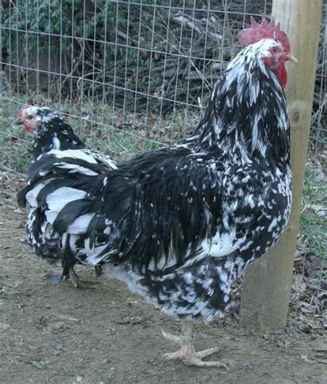 Image result for Mottled Java Chicken