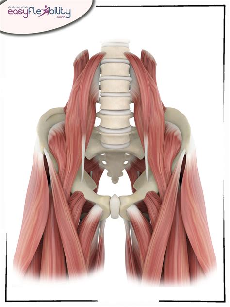 Injury Edition: Low Back Sprain – EasyFlexibility