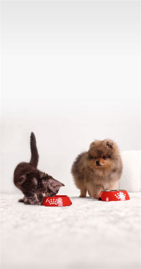 Tailored Health Nutrition For Cats & Dogs | Royal Canin IN