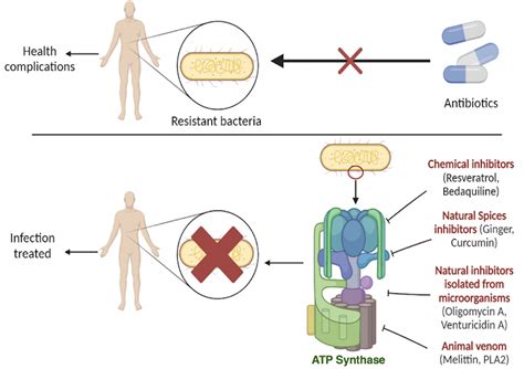 Inhibitors of ATP Synthase as New Antibacterial Candidates
