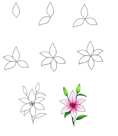 How To Draw A Lily In 8 Easy Steps