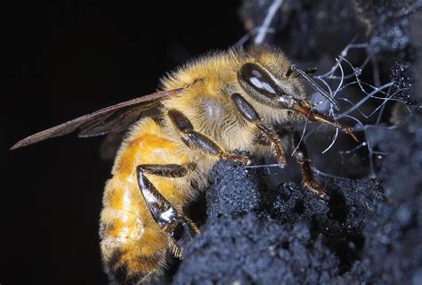 Do Bees Die After They Sting? | How Have Bee Stingers Evolve & Do All Bees Have Them?