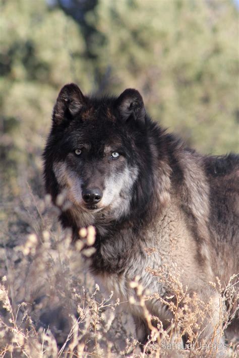 Mission: Wolf Online Store – Mission: Wolf Store