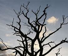 Image result for branches