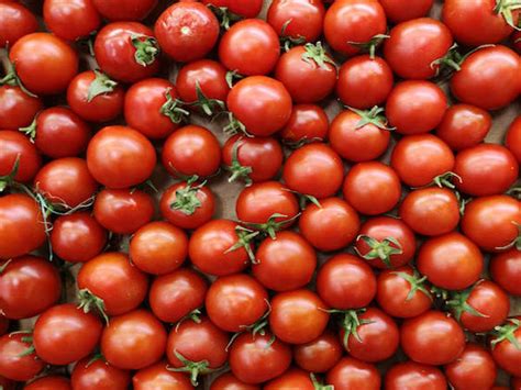 Tomato plants use their roots to ration water during drought: Study
